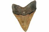 Fossil Megalodon Tooth - North Carolina #221827-2